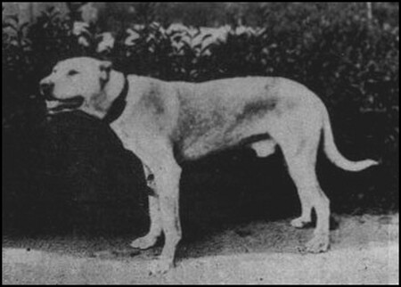 El dogo cubano, el perro de pelea cordobés y otras razas extintas que hoy no se adaptarían a nuestras vidas