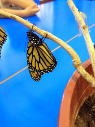 Nuestra gran aventura: la mejor manera de aprender la metamorfosis de la  mariposa